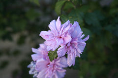 Blushing Bride Rose of Sharon ~ Hibiscus syriacus 'Blushing Bride' G3