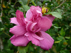 Lucy Rose of Sharon ~ Hibiscus syriacus 'Lucy' G3
