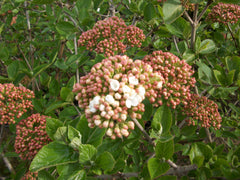 Judd Viburnum ~ Viburnum x Juddii G3