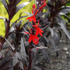 Queen Victoria Cardinal Flower ~ Lobelia cardinalis 'Queen Victoria' 19CM