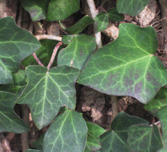 Thorndale English Ivy ~ Hedera helix 'Thorndale' G1