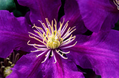Chevalier™ Clematis ~ Clematis x 'Evipo040’ 17CM
