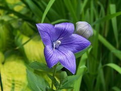 Sentimental Blue Balloon Flower ~ Platycodon grandiflorus 'Sentimental Blue' 19CM