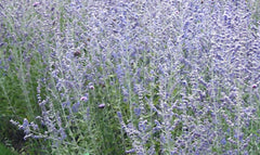 Blue Jean Baby Russian Sage ~ Perovskia atriplicifolia 'Blue Jean Baby' 19CM