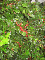 Royal Family Blue Princess & Blue Prince Holly Combo ~ Ilex meserveae G3