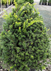 Captain™ Pyramidal Yew ~ Taxus cuspidata 'Fastigiata' G3