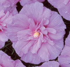 Lavender Chiffon® Rose of Sharon ~ Hibiscus syriacus 'Notwoodone' G3