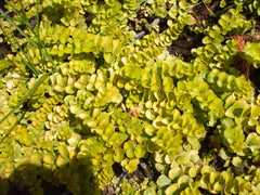 Golden Creeping Jenny ~ Lysimachia nummularia 'Aurea' 19CM