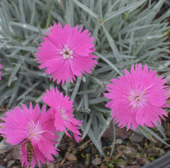 Firewitch Pinks ~ Dianthus gratianopolitanus 'Firewitch' 19CM