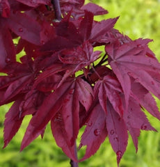 Twombly's Red Sentinel Japanese Maple ~ Acer palmatum 'Twombly's Red Sentinel'  G3 18"