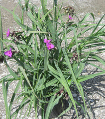 Concord Grape Spiderwort ~ Tradescantia 19CM