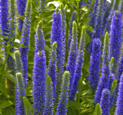 Royal Candles Speedwell ~ Veronica spicata 'Glory' 19CM
