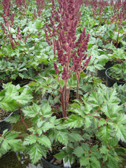 Vision in Red Astilbe ~ Astilbe chinensis 'Vision in Red' 19CM