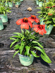 Kismet® Intense Orange Coneflower ~ Echinacea x Kismet 'TNECHKIO' 17CM