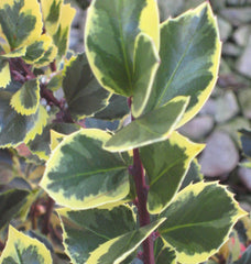 Honey Maid™ Holly ~  Ilex x meserveae 'Honey Maid' G3