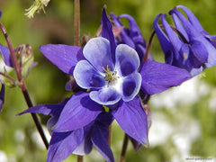 Winky Purple & White Columbine ~ Aquilegia x 'Winky Purple & White' 19CM