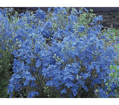 Blue Mirror Larkspur ~ Delphinium grandiflorum 'Blue Mirror' 19CM