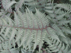 Ghost Fern ~ Athyrium 'Ghost' 19CM