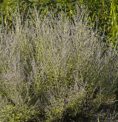 Little Spire Russian Sage ~ Perovskia atriplicifolia 'Little Spire' G1
