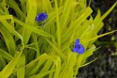Sweet Kate Spiderwort ~ Tradescantia 19CM
