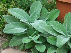 Helen von Stein Lamb's Ear ~ Stachys byzantina 'Helen von Stein' 19CM