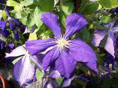Jackman Clematis ~ Clematis jackmanii 19CM