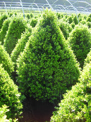 Cranberry Creek Boxwood Pyramid ~ Buxus x 'Cranberry Creek' G3