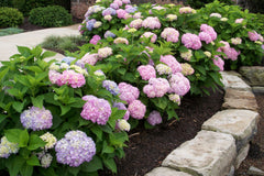 Endless Summer® The Original Reblooming Hydrangea ~ Hydrangea macrophylla 'Bailmer' G2