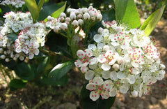 Viking Black Chokeberry ~ Aronia melanocarpa 'Viking' G3