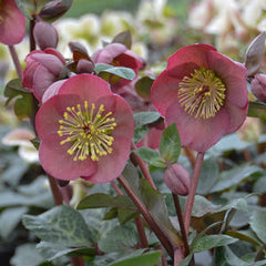 Frostkiss Penny's Pink Lenten Rose ~ Helleborus x 'ABCRD01' 19CM