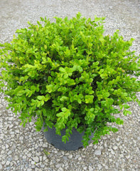 Winter Gem Boxwood ~ Buxus microphylla var. japonica 'Winter Gem' G3