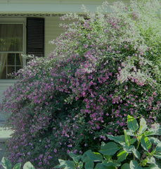 Gibraltar Bush Clover ~ Lespedeza thunbergii 'Gibraltar' G3