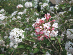 Cayuga Fragrant Viburnum ~ Viburnum ×carlcephalum ‘Cayuga’ G3