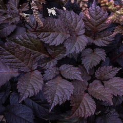 Chocolate Shogun Astilbe ~ Astilbe thunbergii 'Chocolate Shogun' 19CM