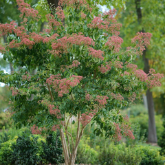 Temple of Bloom® Seven-Son Flower ~ Heptacodium miconioides 'SMNHMRF' G3