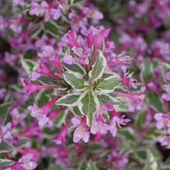 My Monet Purple Effect® Weigela ~ Weigela florida 'Verweig8' G2