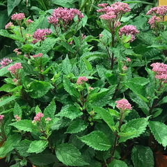 Euphoria™ Ruby Joe Pye Weed ~ Eupatorium purpureum 'FLOREUPRE1' 19CM