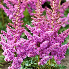 Little Vision in Purple Astilbe ~ Astilbe chinensis 'Little Vision in Purple' 19CM