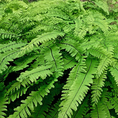Five Fingered Maidenhair Fern ~ Adiantum pedatum 19CM
