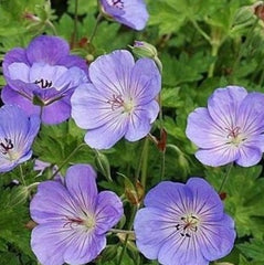 Azure Rush® Cranesbill ~ Geranium 'Azure Rush' G1