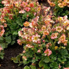 Pretticoats Peach Avens ~ Geum 'Tngeupp' G1
