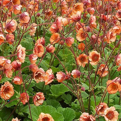 Tempo™ Orange Avens ~ Geum 'Tngeuro' G1