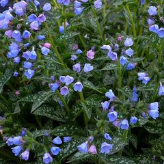 Twinkle Toes Lungwort ~ Pulmonaria 'Twinkle Toes' 19CM