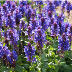 Blue Marvel Salvia ~ Salvia nemorosa 'Blue Marvel' 19CM