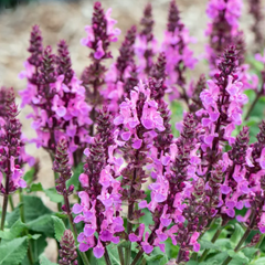 Rose Marvel Salvia ~ Salvia nemorosa 'Rose Marvel' 19CM