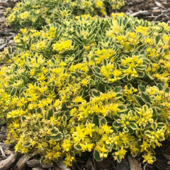 Rock 'N Low® Boogie Woogie Stonecrop ~ Sedum G1