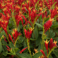 Little Redhead Indian Pink ~ Spigelia marilandica 19CM