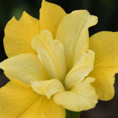 Sunfisher Siberian Iris ~ Iris siberica 'Sunfisher' 19CM