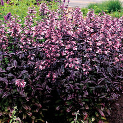 Dakota™ Burgundy Beardtongue ~ Penstemon 'TNPENDB' 19CM
