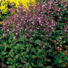 DAKOTA™ Verde Penstemon ~ Penstemon digitalis 'TNPENDV' 19CM